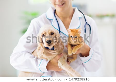 Stock fotó: Veterinarian Doctor With Cats And Dogs At Clinic