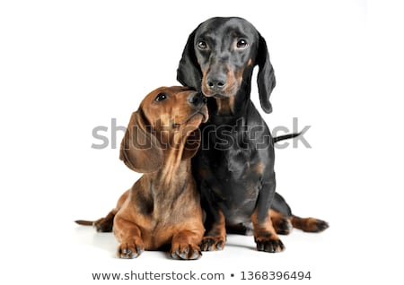 Stockfoto: Studio Shot Of Two Adorable Dachshund
