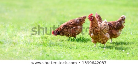 Zdjęcia stock: Hen On Grass Field