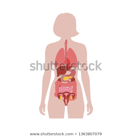 [[stock_photo]]: Internal Organs