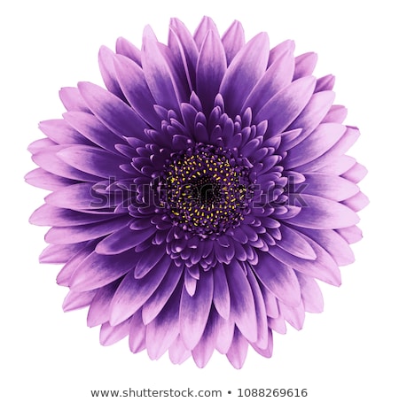 Stock fotó: Purple Flower In Bloom