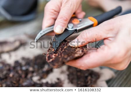 Stock photo: Woodchips In A Womans Hand