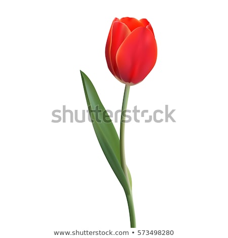 Stockfoto: Bouquet Of Red Tulips With Green Leaves On Abstract Background