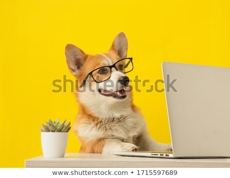 [[stock_photo]]: Dog Laptop