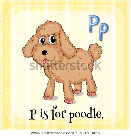 Foto d'archivio: Flashcard Letter P Is For Poodle