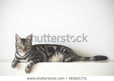 Stockfoto: British Short Hair Cat Relaxing In Studio