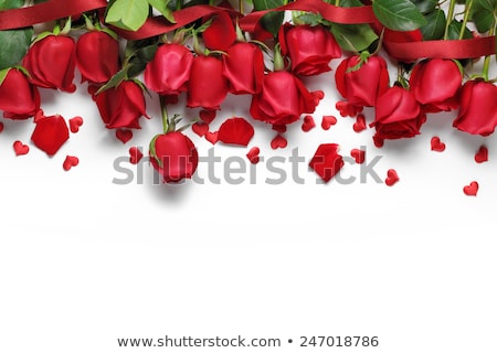Stockfoto: White Background With Red Rose
