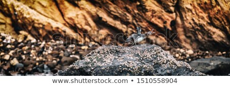 Stock fotó: Galapagos Penguin On Galapagos Islands Standing On Land Doing Penguin Call Screaming - Endangered Sp