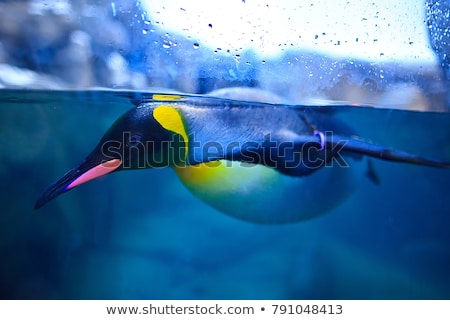 Stockfoto: Penguin Stroll