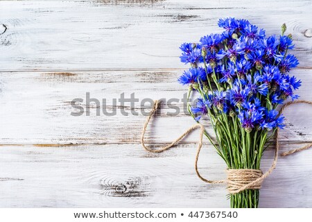 Foto stock: Beautiful Cornflower