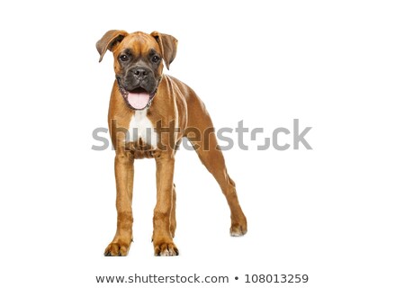 Foto stock: German Boxer Puppy 5 Month