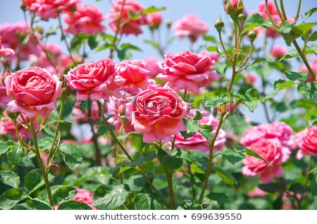 Foto stock: Roses In Garden