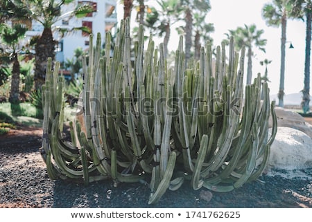 Stockfoto: Nature On Tenerife