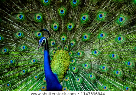 Stock fotó: Tail Feathers Of Male Peacock