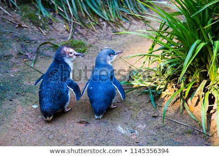 [[stock_photo]]: Etit · Pingouin · 2