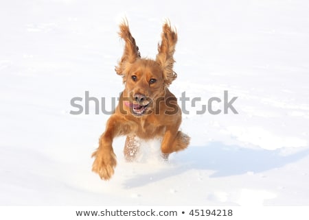 Stock fotó: English Cocker Spaniel Dog Playing In Snow Winter