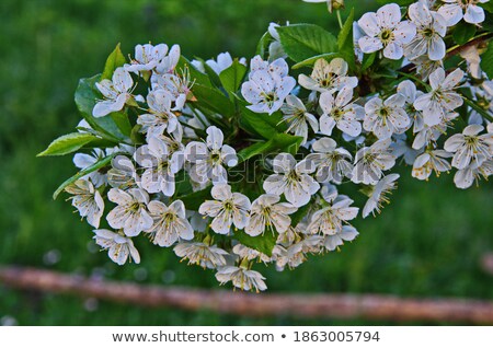 Сток-фото: Little Bee Pollinates Cherry Flowers