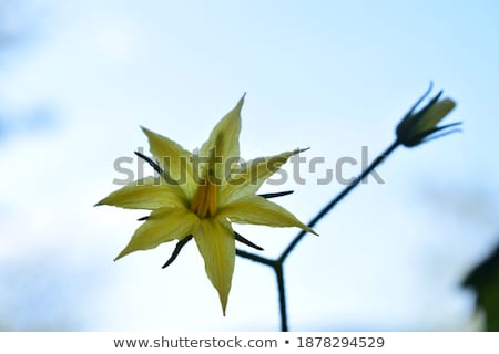 Foto d'archivio: Tomato Blooms On Sky Background