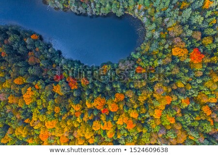Zdjęcia stock: Natural Fall Yellow Background Aerial View From Drone
