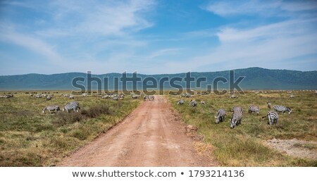 Сток-фото: Hyena On Savannah In Ngorongoro Tanzania Africa