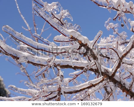 Stok fotoğraf: Ice Coated Tree Branch After An Ice Storm