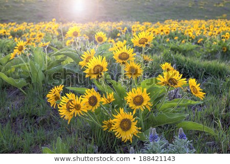 Stock photo: Arrowleaf Balsamroot At Columbia Hills State Park