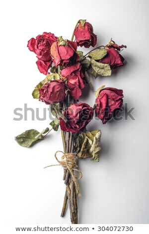 [[stock_photo]]: Ouquet · De · Roses · Séchées
