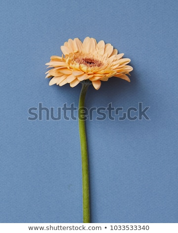 Gerberas Isolated On A Blue Paper Background Blooming Concept Stockfoto © artjazz