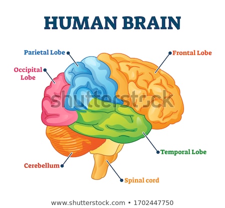 Foto stock: Human Brain Graph With Colorful Chart