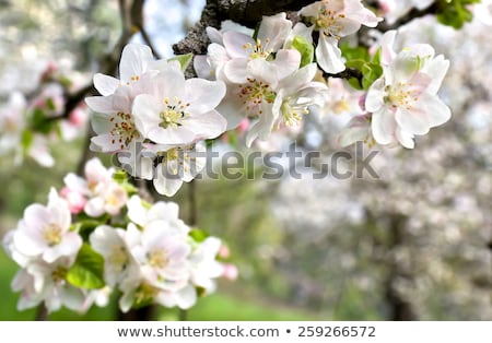 Zdjęcia stock: Blooming Apple Tree Flowers In Spring As Floral Background