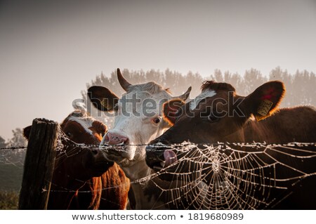 Stockfoto: Ederlandse · koe