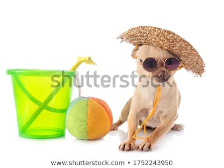 Chihuahuas On The Beach [[stock_photo]] © cynoclub