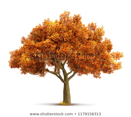 Foto stock: rbol · de · otoño