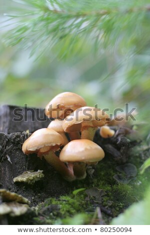 Zdjęcia stock: Tiny Toadstools On The Woodland Floor