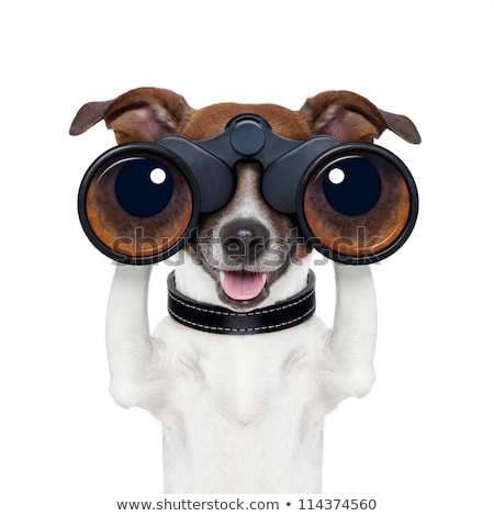 Zdjęcia stock: Binoculars Dog