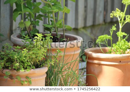 Stock photo: Fresh Parsley Growing In Terracotta Flower Pot