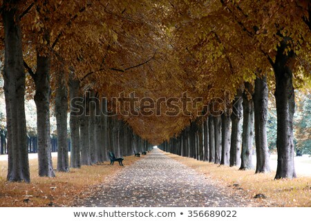 Foto d'archivio: Autumn Landscape Herrenhauser Allee In Hannover Germany