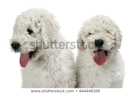 Stok fotoğraf: Two Puppy Komondors Portait In White Studio