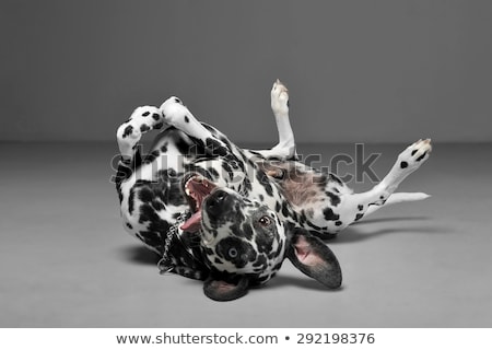 Сток-фото: Cute Dalmatians Lying In Gray Background Photo Studio