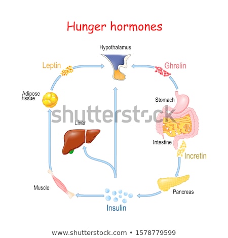 ストックフォト: Hormones And Appetite