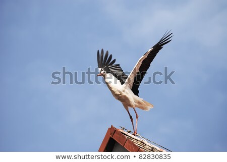 White Stork Starts Flying From House Roof Zdjęcia stock © manfredxy