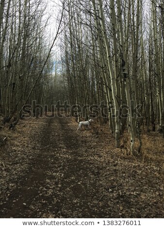 Stock photo: Another Reality Pathway