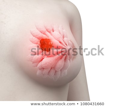 Stock fotó: 3d Rendering Medical Illustration Of The Human Breast