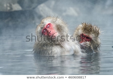 Сток-фото: Japanese Macaque Or Snow Monkey In Hot Spring