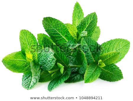 Stock photo: Peppermint