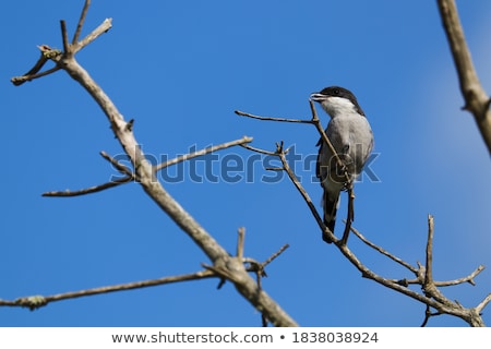 Foto stock: Fiscal Shrike Lanius Collaris