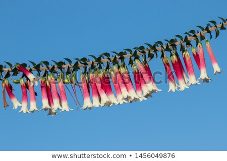 Stock fotó: Fuchsia Heath Epacris Longiflora