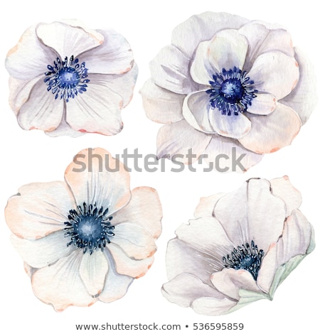 Foto stock: Handpainted Watercolor Flowers Set In Vintage Style Anemones On Pink Blank Can Be Used For Birthday