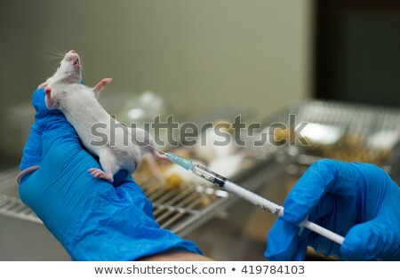 Stock fotó: Injects Syringe To White Rat