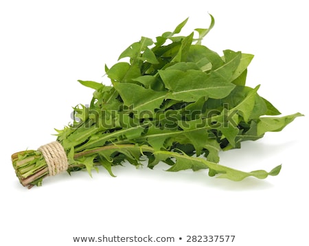Stock fotó: Medicinal Dandelion Leaf